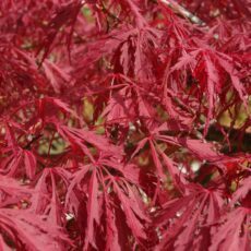 5023242382272 1 Acer palmatum Garnet 3L.jpg